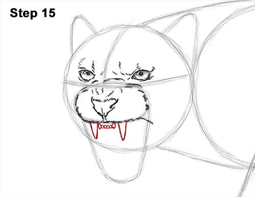 Draw a Black Panther Roaring 15 How to Draw an Angry Black Panther Roaring 15