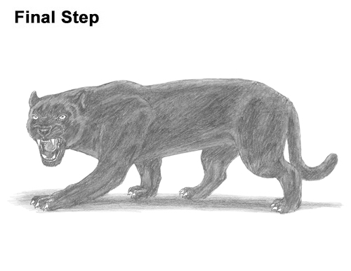 Draw a Black Panther Roaring How to Draw an Angry Black Panther Roaring