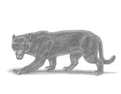 How to Draw an Angry Black Panther Roaring