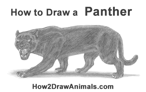 Draw a Black Panther Roaring How to Draw an Angry Black Panther Roaring