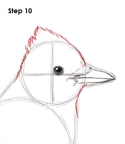 Draw Blue Jay 10