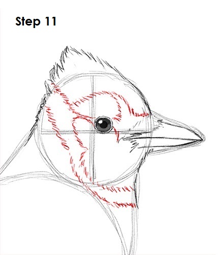 Draw Blue Jay 11