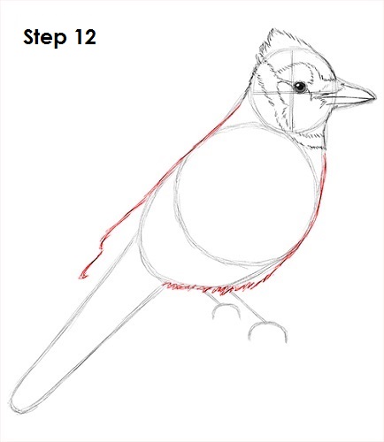 Draw Blue Jay 12