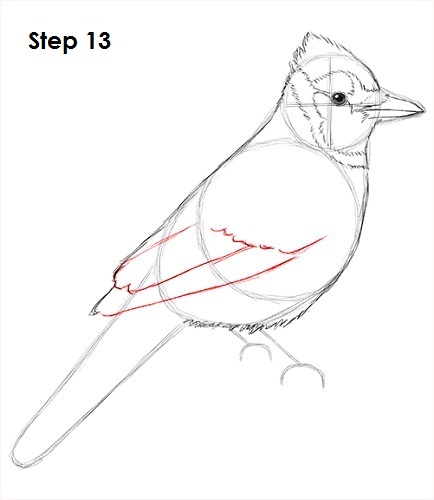 Draw Blue Jay 13
