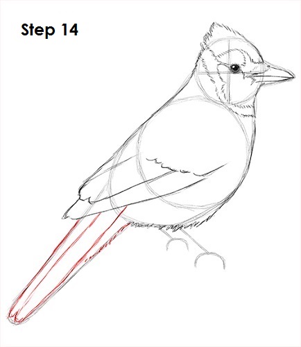 Draw Blue Jay 14