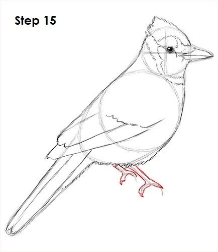 Blue Jay Bird 15 Draw Blue Jay 15