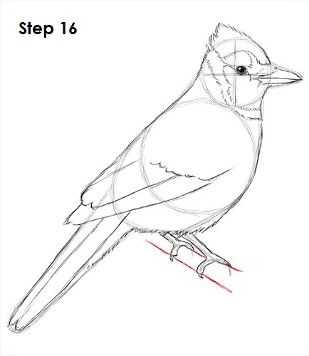 Blue Jay Bird 16 Draw Blue Jay 16