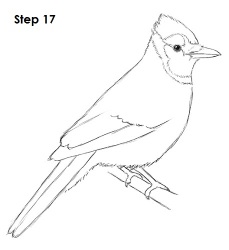Blue Jay Bird 17 Draw Blue Jay 17