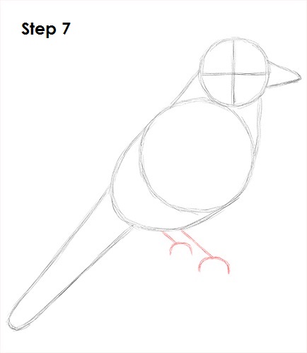 Draw Blue Jay 7