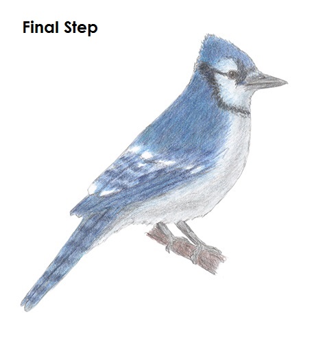Blue Jay Bird Drawing Draw Blue Jay Complete