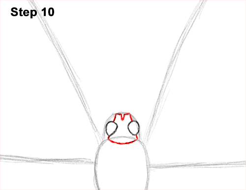 Blue Morpho Butterfly Drawing 10 Draw Blue Morpho Butterfly 10