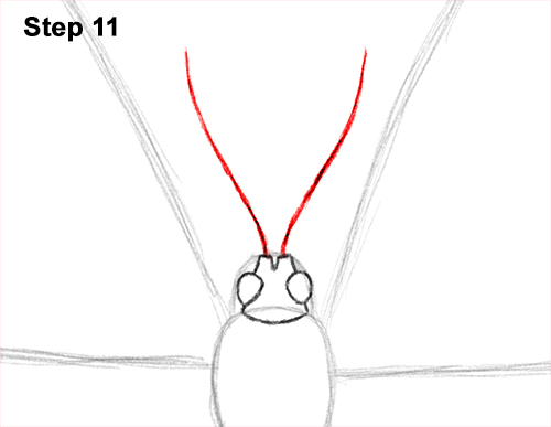 Blue Morpho Butterfly Drawing 11 Draw Blue Morpho Butterfly 11