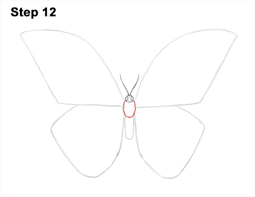 Blue Morpho Butterfly Drawing 12 Draw Blue Morpho Butterfly 12