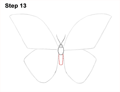 Blue Morpho Butterfly Drawing 13 Draw Blue Morpho Butterfly 13