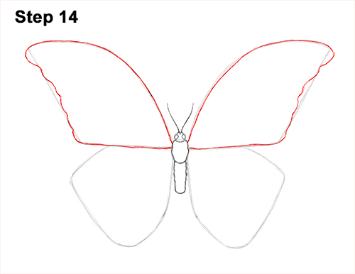 Blue Morpho Butterfly Drawing 14 Draw Blue Morpho Butterfly 14