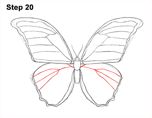 Draw Blue Morpho Butterfly 20