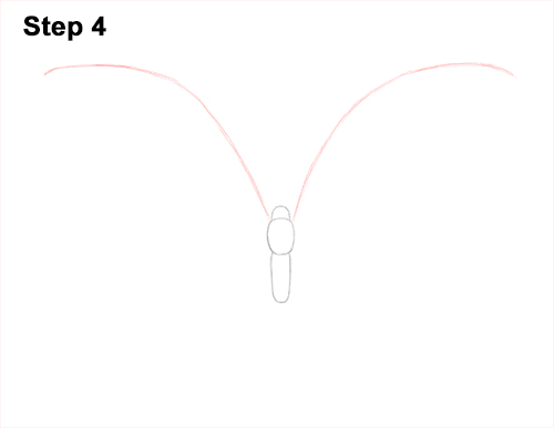 Draw Blue Morpho Butterfly 4