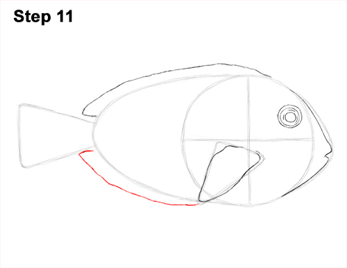 Royal Blue Tang Drawing 11 Draw Regal Blue Tang Fish 11