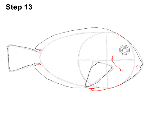 Royal Blue Tang Drawing 13 Draw Regal Blue Tang Fish 13