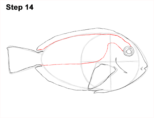 Royal Blue Tang Drawing 14 Draw Regal Blue Tang Fish 14