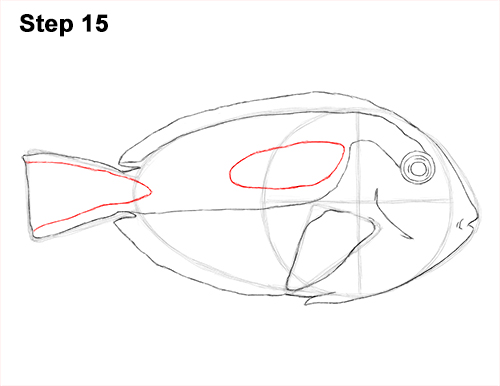 Draw Regal Blue Tang Fish 15