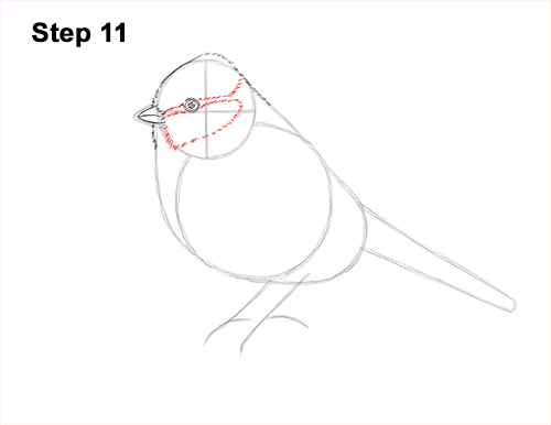 How to Draw a Eurasian Blue Tit Bird 11