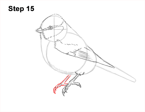 Draw a Blue Tit Bird 15 How to Draw a Eurasian Blue Tit Bird 15