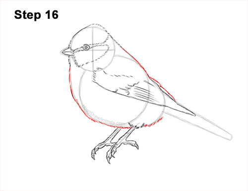 Draw a Blue Tit Bird 16 How to Draw a Eurasian Blue Tit Bird 16