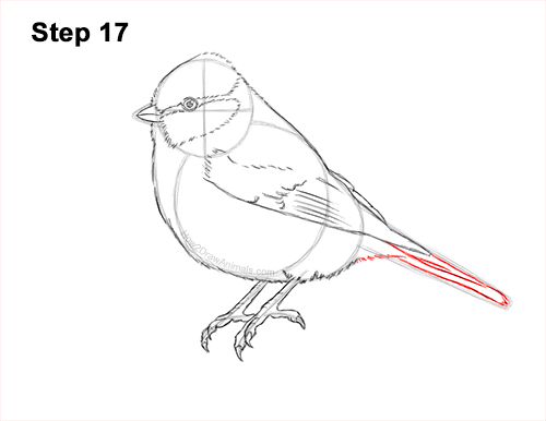 Draw a Blue Tit Bird 17 How to Draw a Eurasian Blue Tit Bird 17