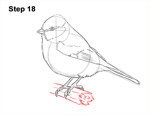 Draw a Blue Tit Bird 18 How to Draw a Eurasian Blue Tit Bird 18