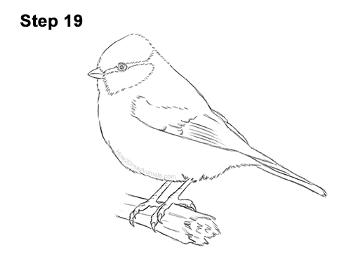 Draw a Blue Tit Bird 19 How to Draw a Eurasian Blue Tit Bird 19