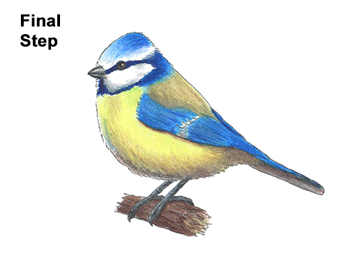 Draw a Blue Tit Bird How to Draw a Eurasian Blue Tit Bird