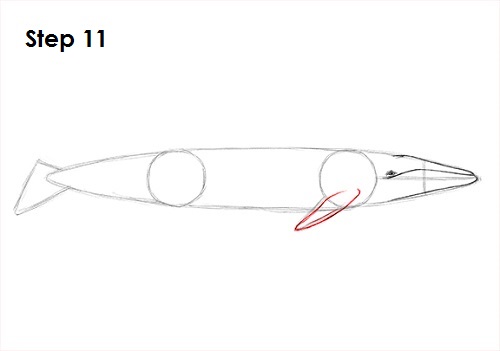 Blue Whale Drawing 11 Draw a Blue Whale 11