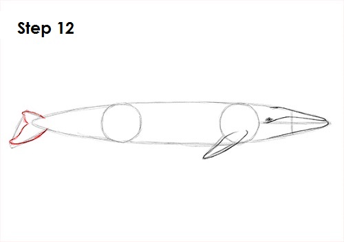 Blue Whale Drawing 12 Draw a Blue Whale 12