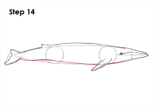 Blue Whale Drawing 14 Draw a Blue Whale 14