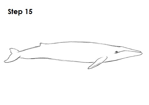 Blue Whale Drawing 15 Draw a Blue Whale 15