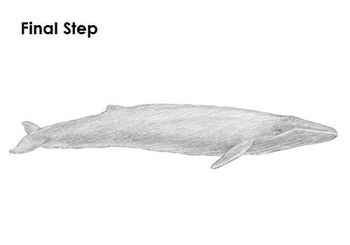 Blue Whale Drawing Draw a Blue Whale