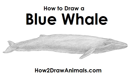 Draw a Blue Whale