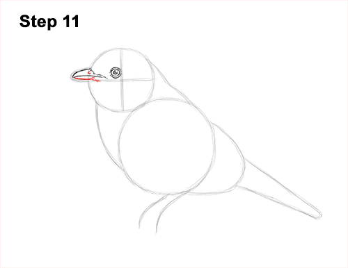 How to Draw Eastern Western Bluebird Bird 11