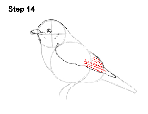 How to Draw Eastern Western Bluebird Bird 14