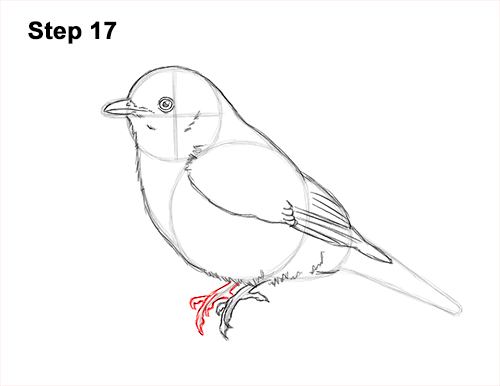 How to Draw Eastern Western Bluebird Bird 17