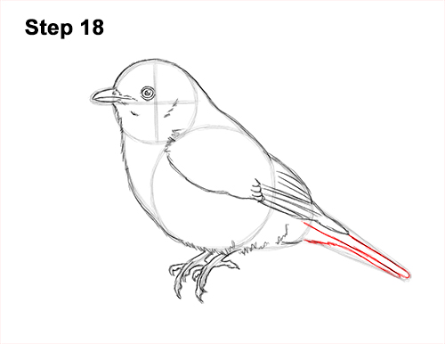 How to Draw Eastern Western Bluebird Bird 18