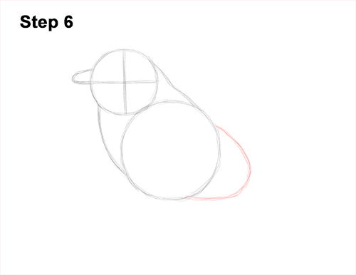 Draw Male Bluebird Blue Bird 6 How to Draw Eastern Western Bluebird Bird 6