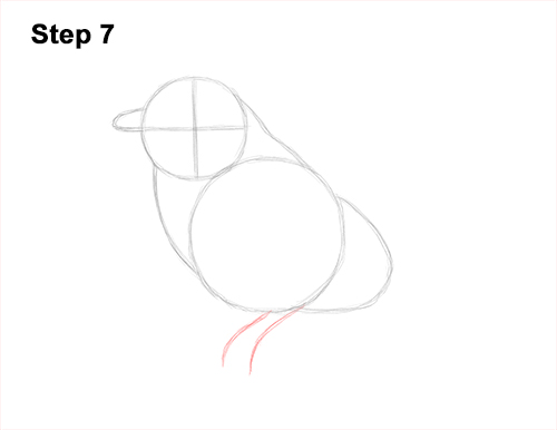 Draw Male Bluebird Blue Bird 7 How to Draw Eastern Western Bluebird Bird 7