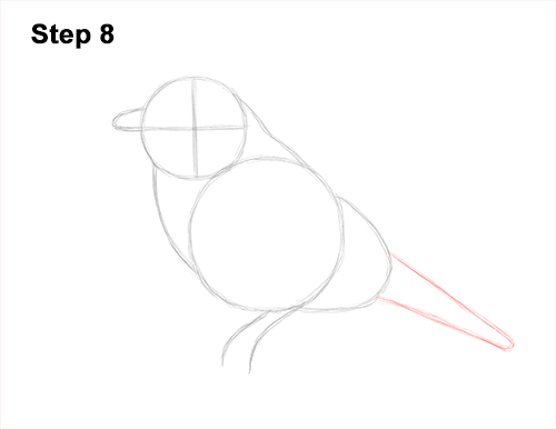 Draw Male Bluebird Blue Bird 8 How to Draw Eastern Western Bluebird Bird 8