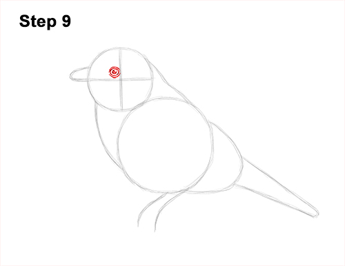 Draw Male Bluebird Blue Bird 9 How to Draw Eastern Western Bluebird Bird 9