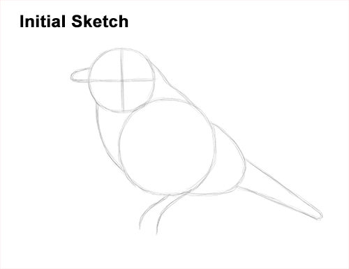 Draw Male Bluebird Blue Bird Guidelines How to Draw Eastern Western Bluebird Bird Guide Lines