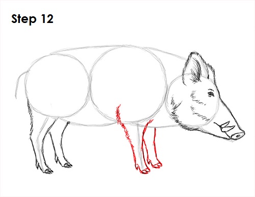 Draw Boar 12