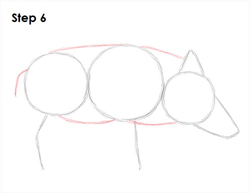 Boar Drawing 6 Draw Boar 6