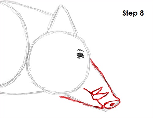 Boar Drawing 8 Draw Boar 8